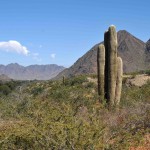 Cactus cardones sur un voyage moto Harley en Argentine