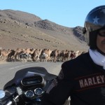 Dans le sud du Maroc lors d'un voyage moto Harley